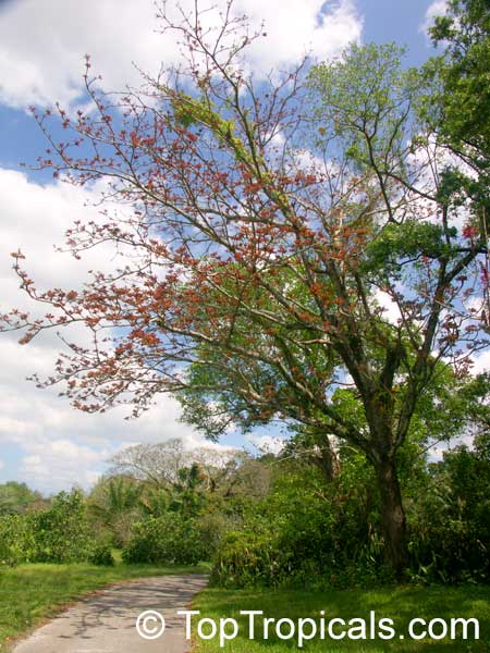 names of indian trees