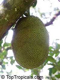 Jackfruit tree Honey Gold (Artocarpus heterophyllus)

Click to see full-size image