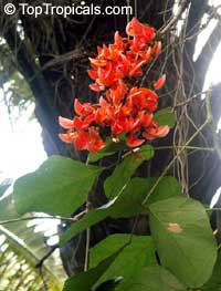 Butea monosperma, Butea frondosa, Erythrina monosperma, Flame of the Forest, Dhak, Palas, Bastard Teak, Parrot Tree

Click to see full-size image