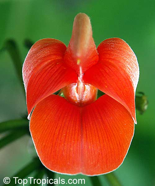 Butea monosperma (frondosa) - Flame of the Forest