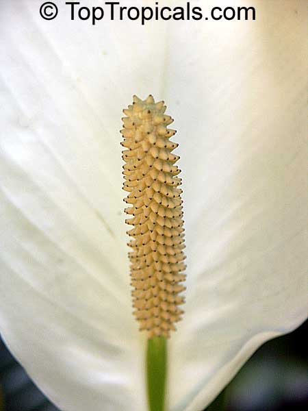 Spathiphyllum wallisii, Peace lily