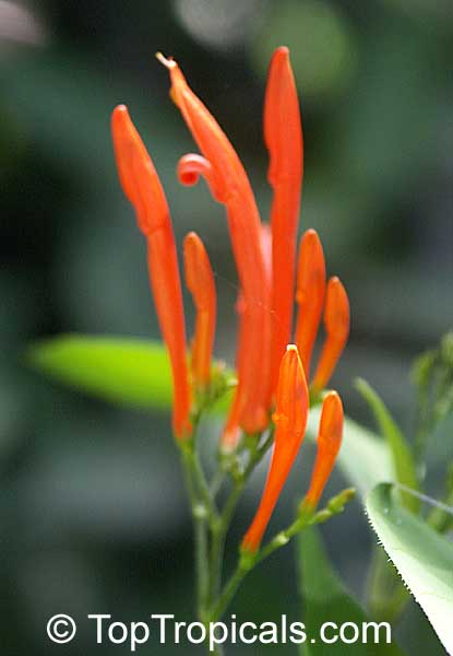 Justicia spicigera, Jacobinia spicigera, Justicia sidicaro, Mexican Honeysuckle, Orange Plume Flower