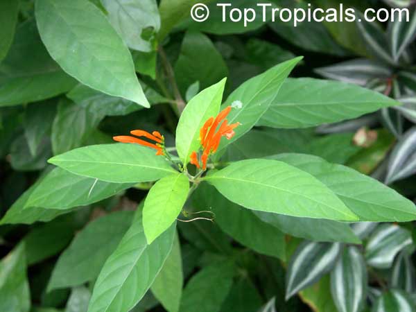 Justicia spicigera, Jacobinia spicigera, Justicia sidicaro, Mexican Honeysuckle, Orange Plume Flower