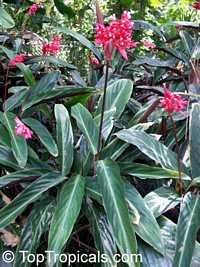 Stromanthe sp., Never-Never Plant

Click to see full-size image