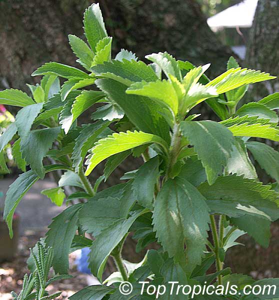 Stevia rebaudiana, Eupatorium rebaudianum, Stevia, Sweet leaf of Paraguay, Sweet-herb, Honey yerba, Honeyleaf, Candy leaf