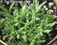 Lavandula angustifolia, Lavandula officinalis, Lavandula vera, Lavandula spica, Lavender, English Lavender

Click to see full-size image