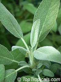 Salvia officinalis, Berggarten Sage, Garden Sage, Common Sage

Click to see full-size image