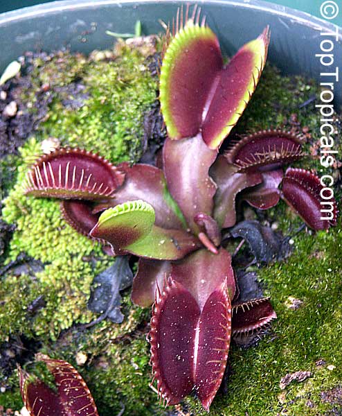Dionaea muscipula, Venus flytrap
