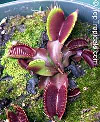 Dionaea muscipula (Venus Flytrap) - seeds

Click to see full-size image