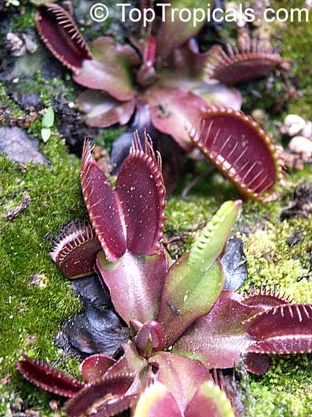 Dionaea muscipula, Venus flytrap