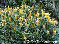Pachystachys lutea, Yellow Shrimp Plant, Golden Shrimp Plant, Lollipop Plant, Candle Plant