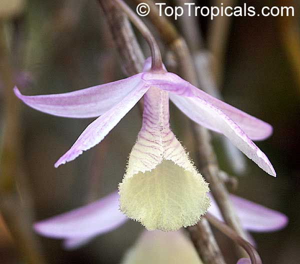 Dendrobium pierardii, Dendrobium aphyllum, Dendrobium Orchid