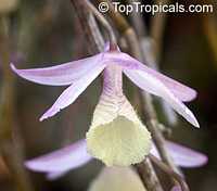 Dendrobium pierardii, Dendrobium aphyllum, Dendrobium Orchid

Click to see full-size image