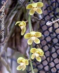 Chiloschista lunifera, Thailand orchid

Click to see full-size image