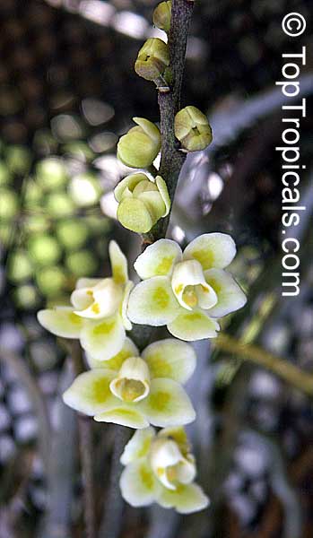 Chiloschista lunifera, Thailand orchid