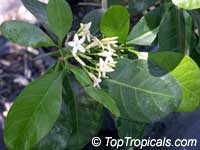 Atractocarpus fitzalanii, Randia fitzalanii, Gardenia fitzalanii, Native Gardenia, Yellow Mangosteen

Click to see full-size image