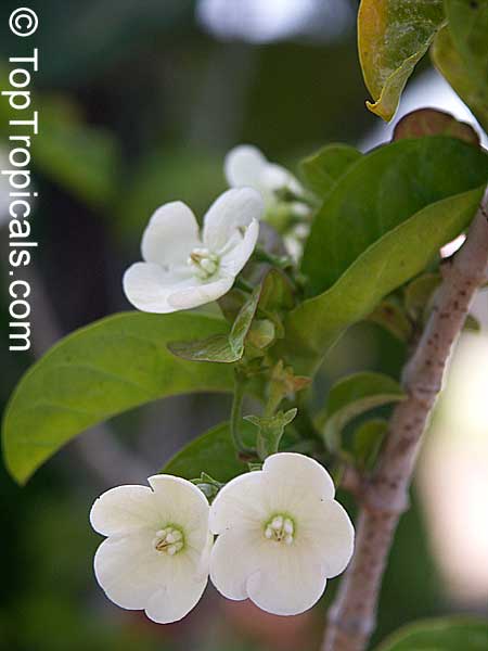 Vallaris solanacea, Thai Cherry, Scented Bread Flower, Asphota, Navamallika, Dudhi ki bel, Ramsur, Chamari-ki vel, Bugudi hambu, Bhadravalli, Ginne malathi