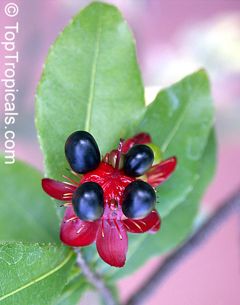 Ochna serrulata, Ochna multiflora, Ochna atropurpurea, Mickey Mouse Plant, Bird's Eye Bush, Small-leaved plane, Carnival bush