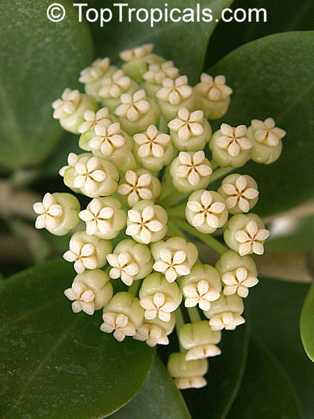 Hoya pachyclada, Wax plant