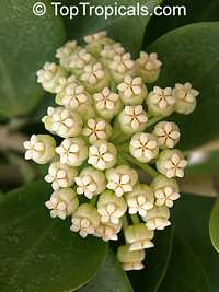 Hoya pachyclada, Wax plant

Click to see full-size image