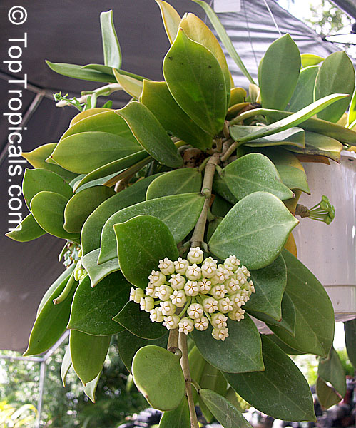 Hoya pachyclada, Wax plant