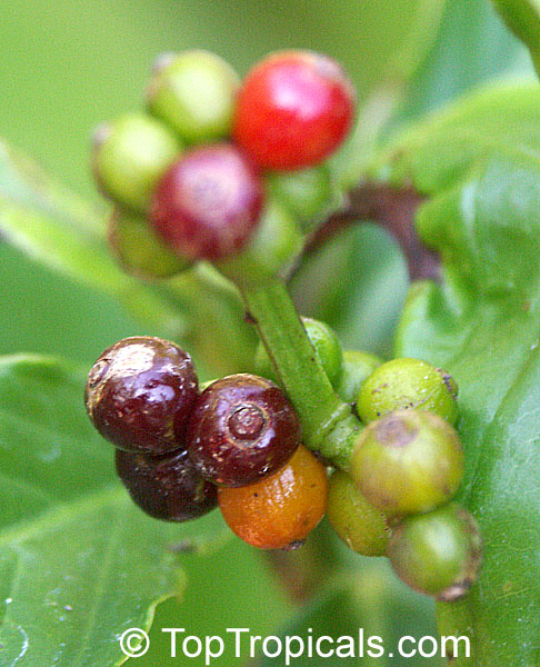 Psychotria viridis, Chacruna, Amiruca Panga, Sami Ruca, Reinha, Folha, Chacrona
