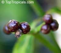 Psychotria viridis, Chacruna, Amiruca Panga, Sami Ruca, Reinha, Folha, Chacrona

Click to see full-size image