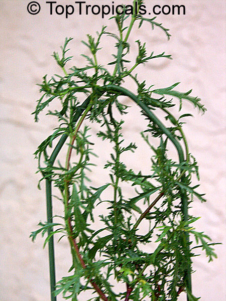 Hermannia verticillata, Mahernia verticillata, Honeybells