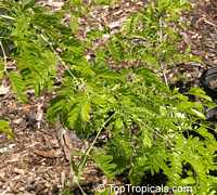 Bulnesia arborea, Vera, Verawood, Vera Wood, Maracaibo Lignum Vitae

Click to see full-size image
