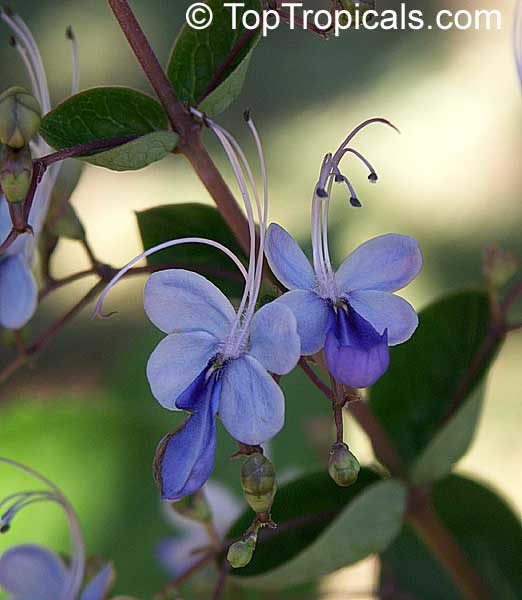 Rotheca myricoides, Clerodendrum ugandense, Butterfly Clerodendrum, Blue Butterfly Bush, Blue Glory Bower, Blue Wings