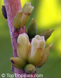 Pouteria caimito, Abiu, Abu, Caimito. Flowers