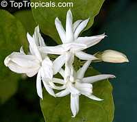Jasminum sambac Belle of India Elongata, Nyctanthes sambac, Belle of India