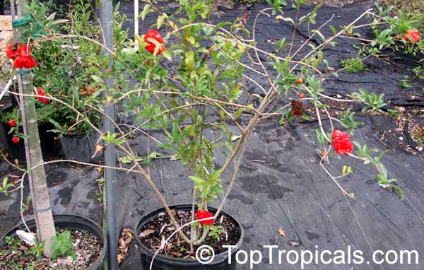 Punica granatum Flore Pleno, Flowering Pomegranate, Noshi Shibari, Double Flower Pomegranate
