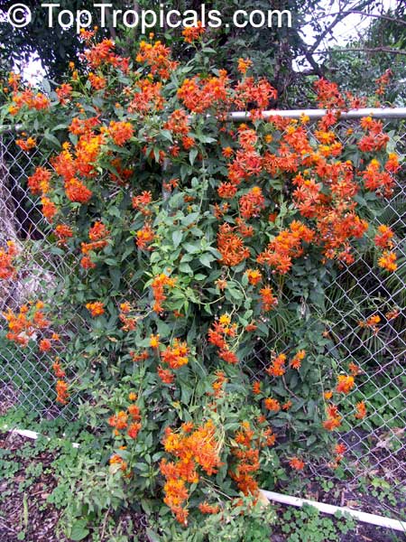 vines flowering in mexico vine confusus, Senecio Flame TopTropicals.com  Mexican