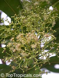 Pimenta dioica, Pimenta officinalis, Allspice, Jamaica Pepper, Pimento Tree, Alspice

Click to see full-size image