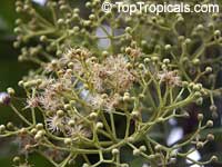 Pimenta dioica, Pimenta officinalis, Allspice, Jamaica Pepper, Pimento Tree, Alspice
