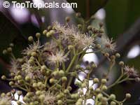 Pimenta dioica, Pimenta officinalis, Allspice, Jamaica Pepper, Pimento Tree, Alspice