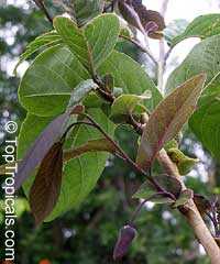 Annona diversifolia, Annona ilama, Illama, Annona blanca - TopTropicals.com