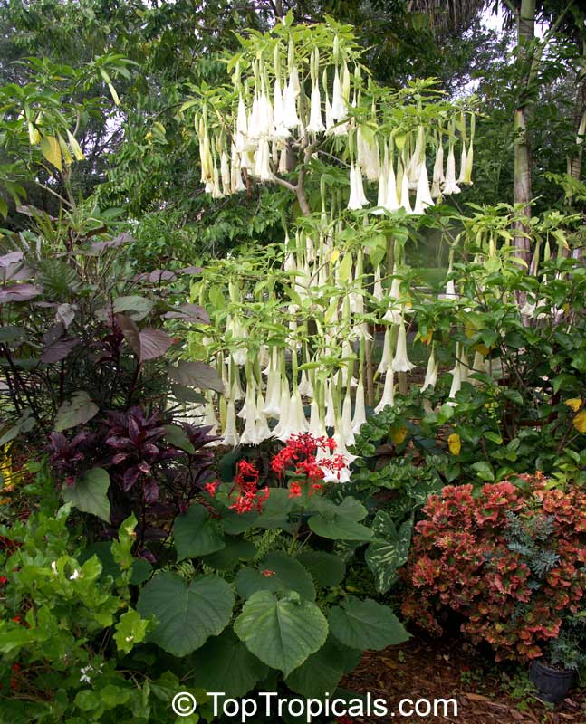 Brugmansia versicolor, Brugmansia versicolor hybrids, Angel's Tears. Cypress Gardens
