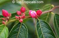 Samyda pubescens, Kase Sek

Click to see full-size image