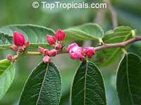 Samyda pubescens, Kase Sek

Click to see full-size image