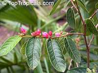 Samyda pubescens, Kase Sek

Click to see full-size image