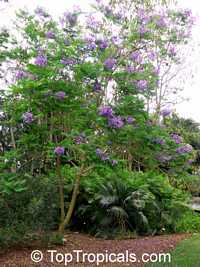 Jacaranda cuspidifolia , Jacaranda

Click to see full-size image