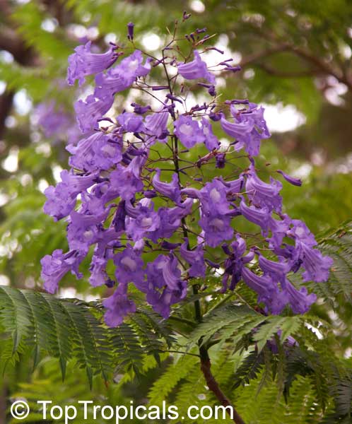 Jacaranda cuspidifolia , Jacaranda. Jacaranda cuspidifolia Deep Purple