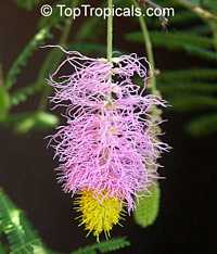 Dichrostachys cinerea - Princess Earrings, Sickle 
bush