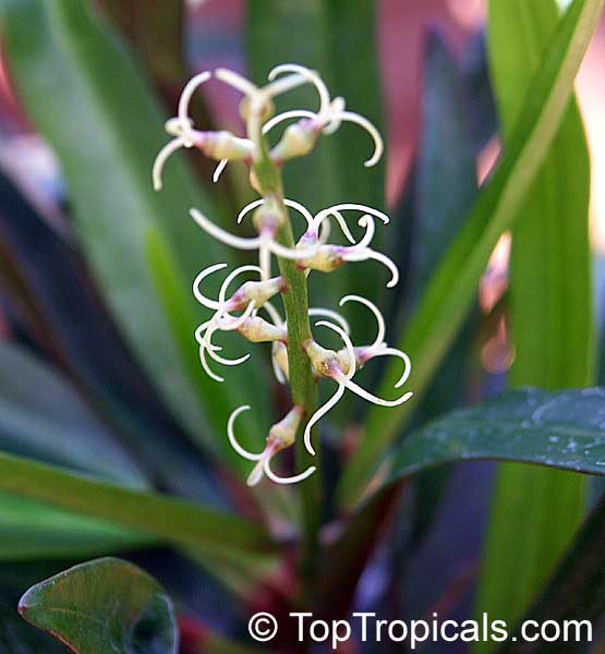 Codiaeum variegatum, Croton. Female flowers