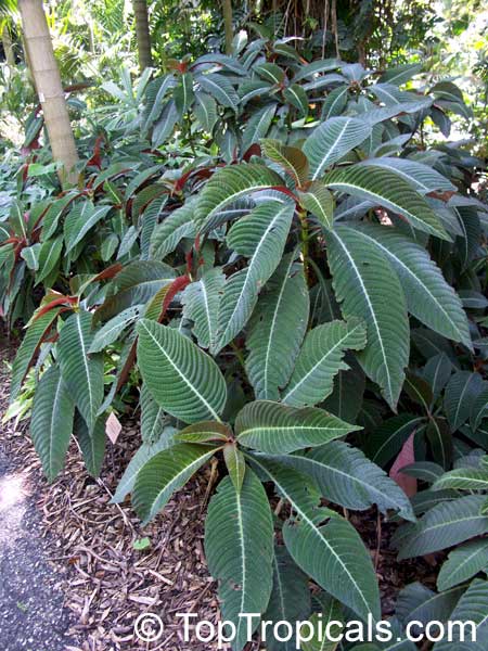Hoffmannia ghiesbreghtii, Campylobotrys ghiesbreghtii, Taffeta Plant, Strawberry Splash