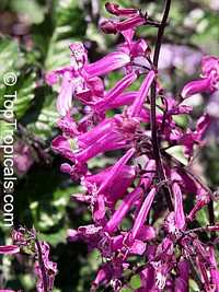 Plectranthus ecklonii, African Flower

Click to see full-size image