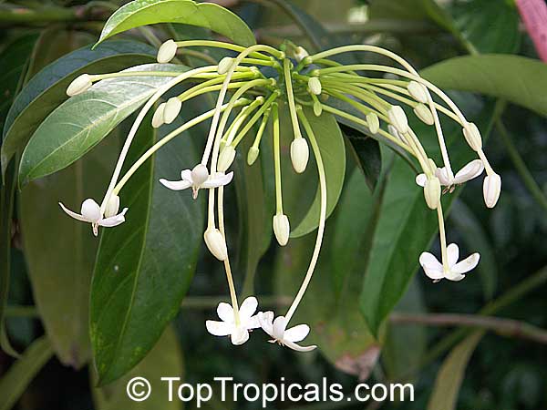 Posoqueria longiflora (trinitatis) - Needle Flower Tree
