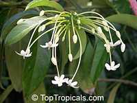 Posoqueria longiflora (trinitatis) - Needle Flower Tree

Click to see full-size image